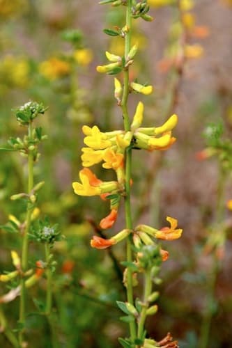 Deerweed (Acmispon glaber)
