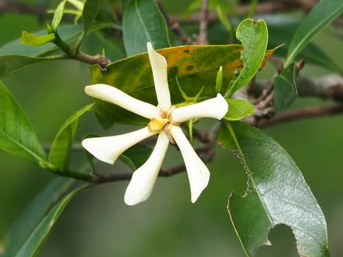Gardenia (Gardenia jasminoides)