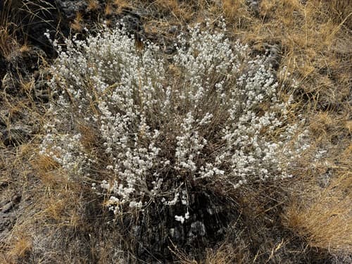 Snow Buckwheat (Eriogonum niveum)
