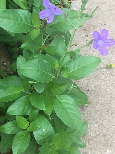 Wild Petunia (Ruellia nudiflora)