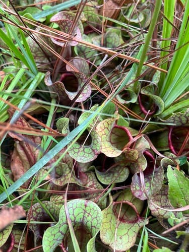 Hybrid Pitcherplant (Sarracenia rosea)