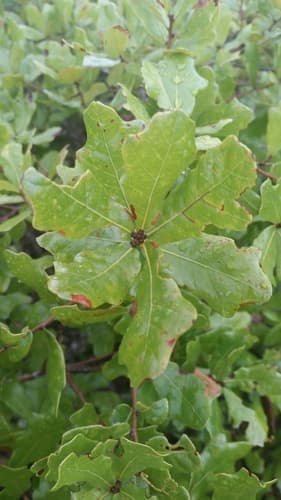 Chapman Oak (Quercus chapmanii)