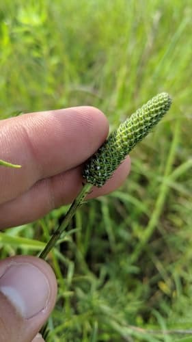 White Prairie Clover (Dalea candida)