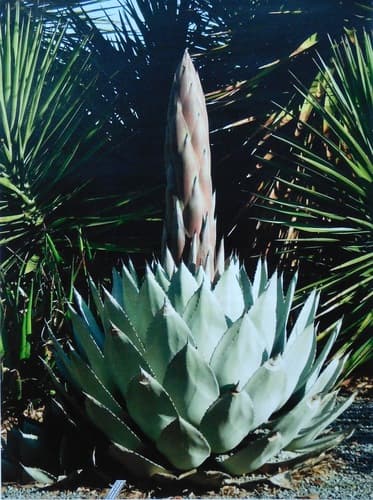 Parry's agave (Agave parryi)