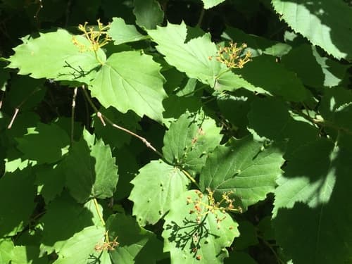 Downy Arrow-Wood (Viburnum rafinesqueanum)
