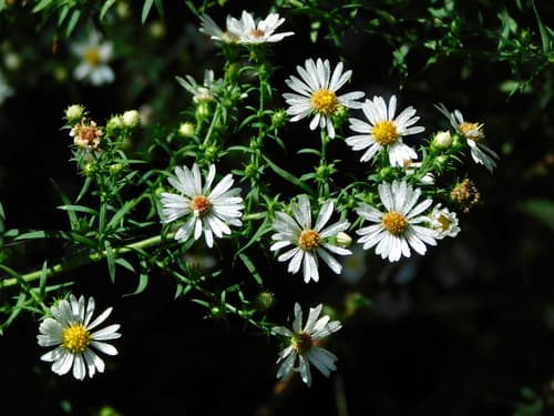 Michaelmas Daisy (Aster pilosus)