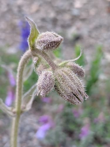 Parry'S Arnica (Arnica parryi)