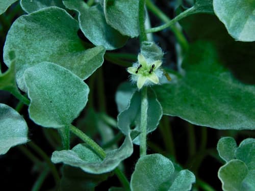 Silver Ponyfoot (Dichondra argentea)