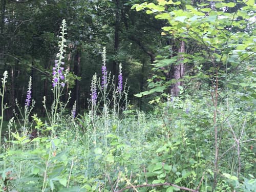 Tall larkspur (Delphinium exaltatum)