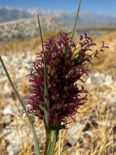 Salt Grass (Distichlis spicata)
