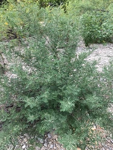 Lindheimer's Indigo (Indigofera lindheimeriana)
