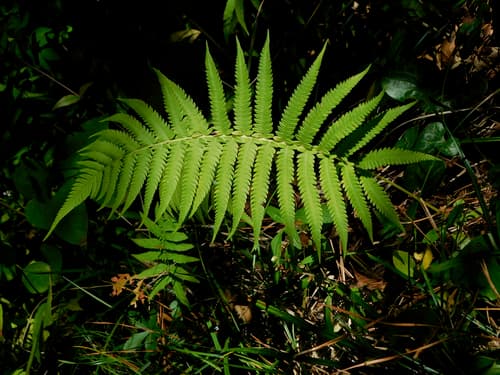 Southern wood fern (Pelazoneuron kunthii)