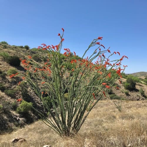 Ocotillo (Fouquieria splendens)