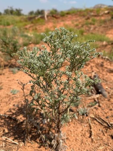 Fendler's Cat's-eye (Cryptantha fendleri)