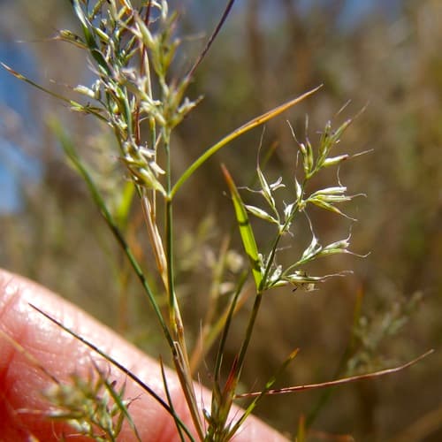 Bamboo muhly (Muhlenbergia dumosa)