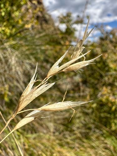 Parry Danthonia (Danthonia parryi)