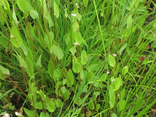 American Tearthumb (Persicaria sagittata)