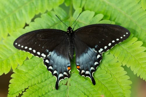 Spicebush Swallowtail (Papilio troilus)