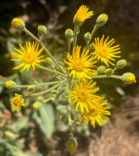 Telegraph-weed (Heterotheca grandiflora)