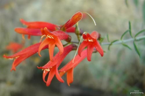Scarlet keckiella (Keckiella ternata)
