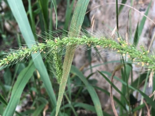 Southwestern Bristlegrass (Setaria scheelei)