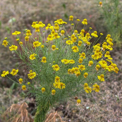 Bitter Sneezeweed (Helenium amarum)