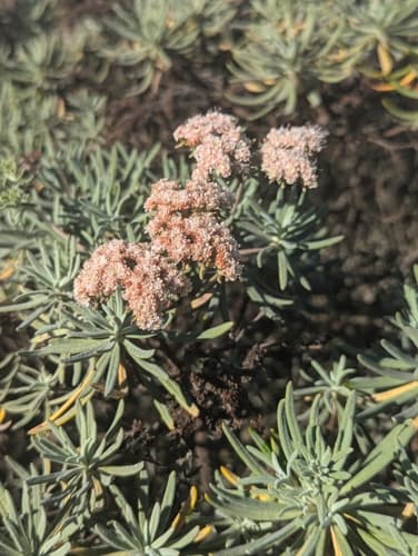 Island Buckwheat (Eriogonum arborescens)