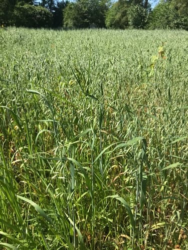 Red Oat (Avena sativa)