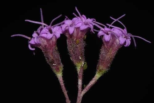 Vanilla plant (Carphephorus odoratissimus)