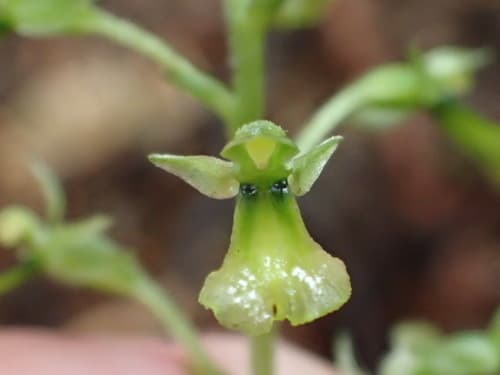 Northwestern Twayblade (Listera caurina)