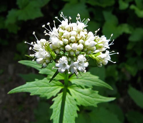 Pacific valerian (Valeriana sitchensis)
