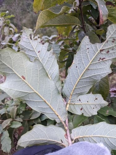 Monterrey Oak (Quercus polymorpha)