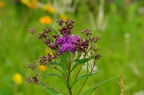 Prairie ironweed (Vernonia fasciculata)