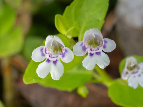 Browne's savory (Clinopodium brownei)