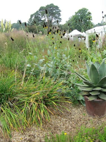 Giant Coneflower (Rudbeckia maxima)
