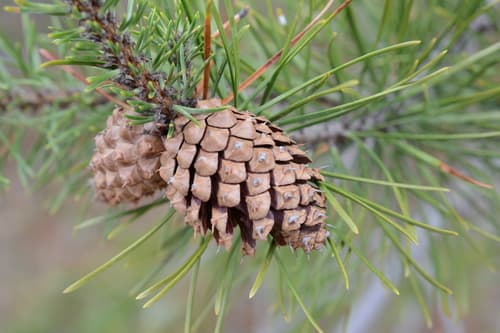 Lodgepole Pine (Pinus contorta)