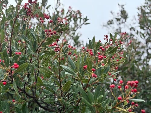 Toyon (Heteromeles arbutifolia)
