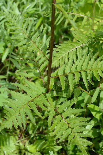 Bracteate Lousewort (Pedicularis bracteosa)
