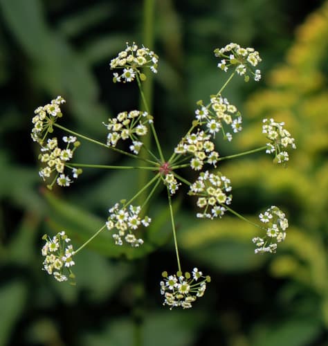 Cowbane (Oxypolis rigidior)