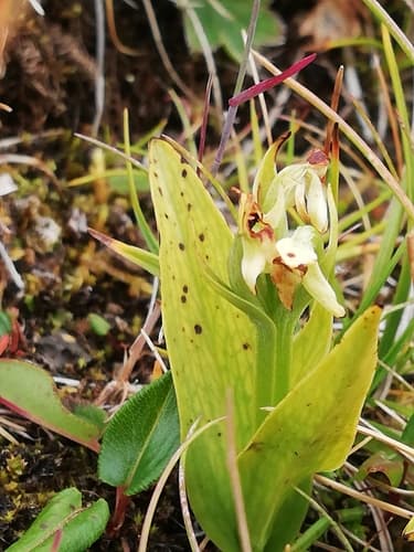 Northern Green Orchid (Platanthera hyperborea)