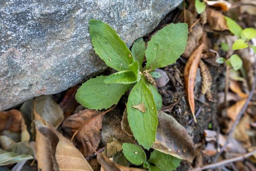 Scarlet Monkeyflower (Mimulus cardinalis)
