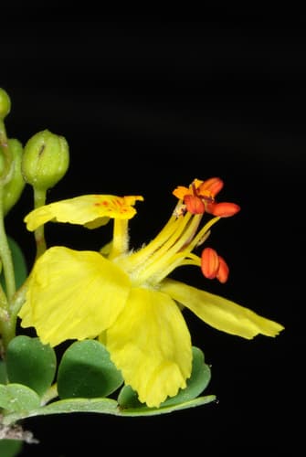 Texas Paloverde (Parkinsonia texana)