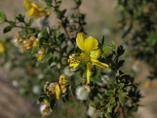 Creosote Bush (Larrea tridentata)