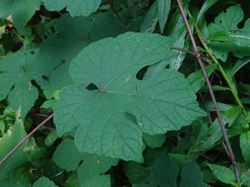 Cynthiana Grape (Vitis aestivalis)