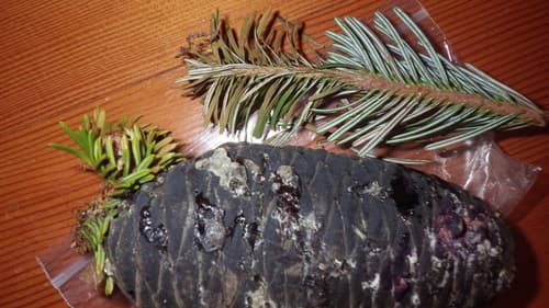 Cascade Fir (Abies amabilis)