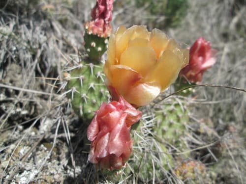 Loose Prickly-pear (Opuntia fragilis)
