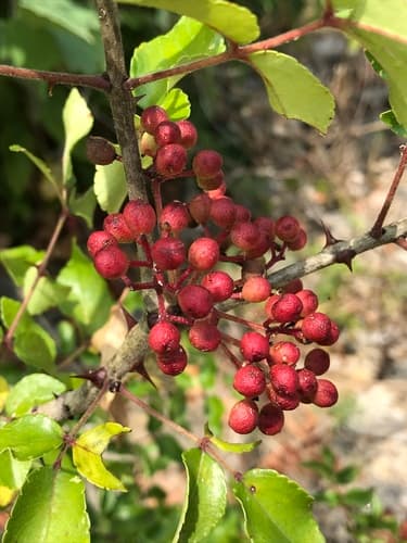 Texas Hercules Club (Zanthoxylum hirsutum)