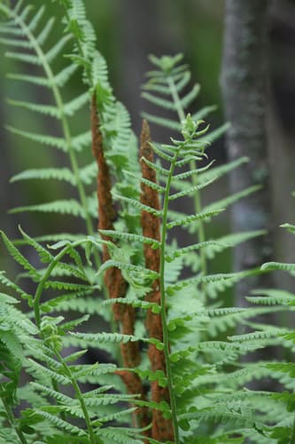 Cinnamon Fern (Osmunda cinnamomea)