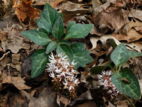 Mountain-spurge (Pachysandra procumbens)