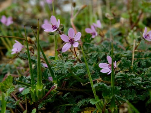 Redstem Stork's Bill (Erodium cicutarium)
